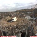 10_15-nest.jpg