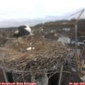 10_20-nest.jpg