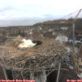 10_25-nest.jpg