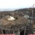 10_30-nest.jpg