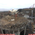 10_35-nest.jpg