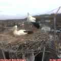 10_40-nest.jpg