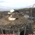 10_45-nest.jpg