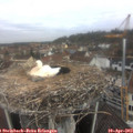 10_50-nest.jpg