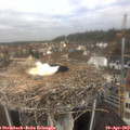 10_55-nest.jpg