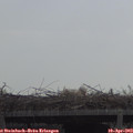 11_00-mast.jpg