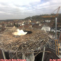 11_00-nest.jpg