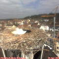 11_05-nest.jpg