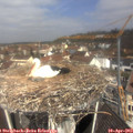 11_10-nest.jpg
