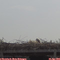 11_15-mast.jpg