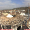 11_15-nest.jpg