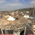 11_20-nest.jpg