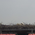 11_25-mast.jpg