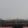 11_30-mast.jpg