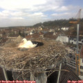 11_35-nest.jpg
