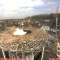 11_40-nest.jpg