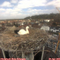 12_00-nest.jpg
