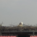 12_05-mast.jpg