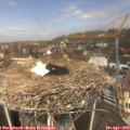 12_20-nest.jpg