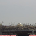 12_30-mast.jpg