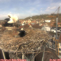 12_50-nest.jpg