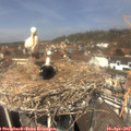 13_00-nest.jpg