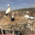 13_05-nest.jpg