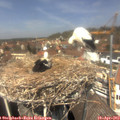 13_15-nest.jpg
