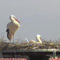 14_00-mast.jpg