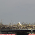 14_15-mast.jpg