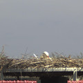 14_50-mast.jpg