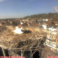 14_50-nest.jpg