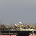 14_55-mast.jpg