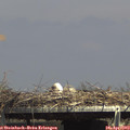 15_10-mast.jpg