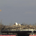 15_15-mast.jpg