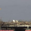 15_20-mast.jpg
