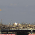 15_30-mast.jpg