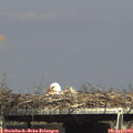 15_40-mast.jpg
