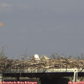 15_50-mast.jpg