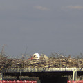 15_55-mast.jpg