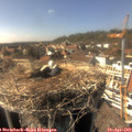 16_00-nest.jpg