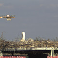 16_15-mast.jpg