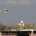 16_25-mast.jpg
