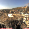 16_25-nest.jpg