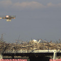 16_30-mast.jpg