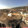16_30-nest.jpg