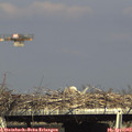 16_35-mast.jpg