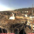 16_45-nest.jpg