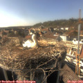 16_50-nest.jpg
