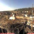 17_00-nest.jpg